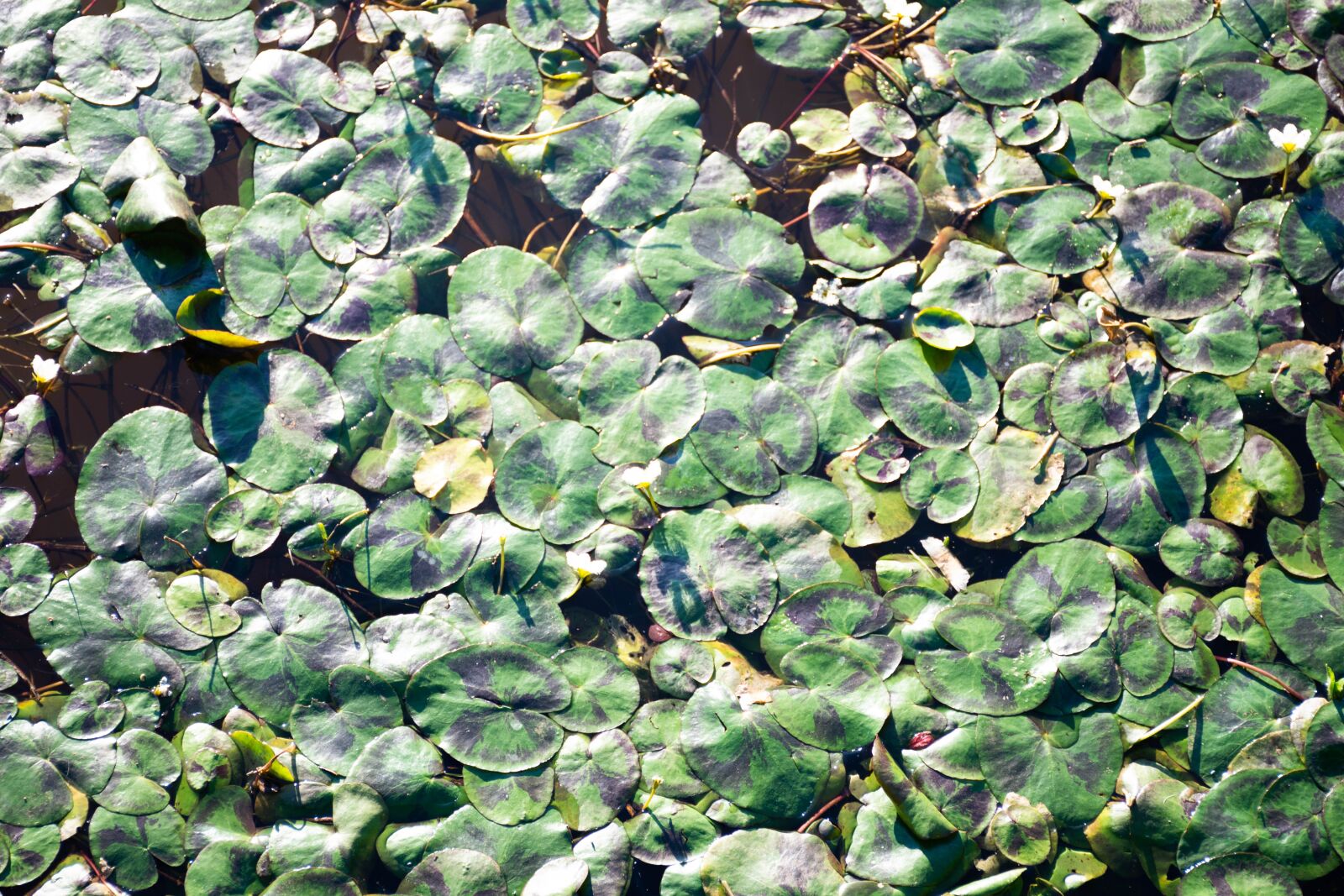 Nikon D7200 sample photo. Water, plant, environment photography