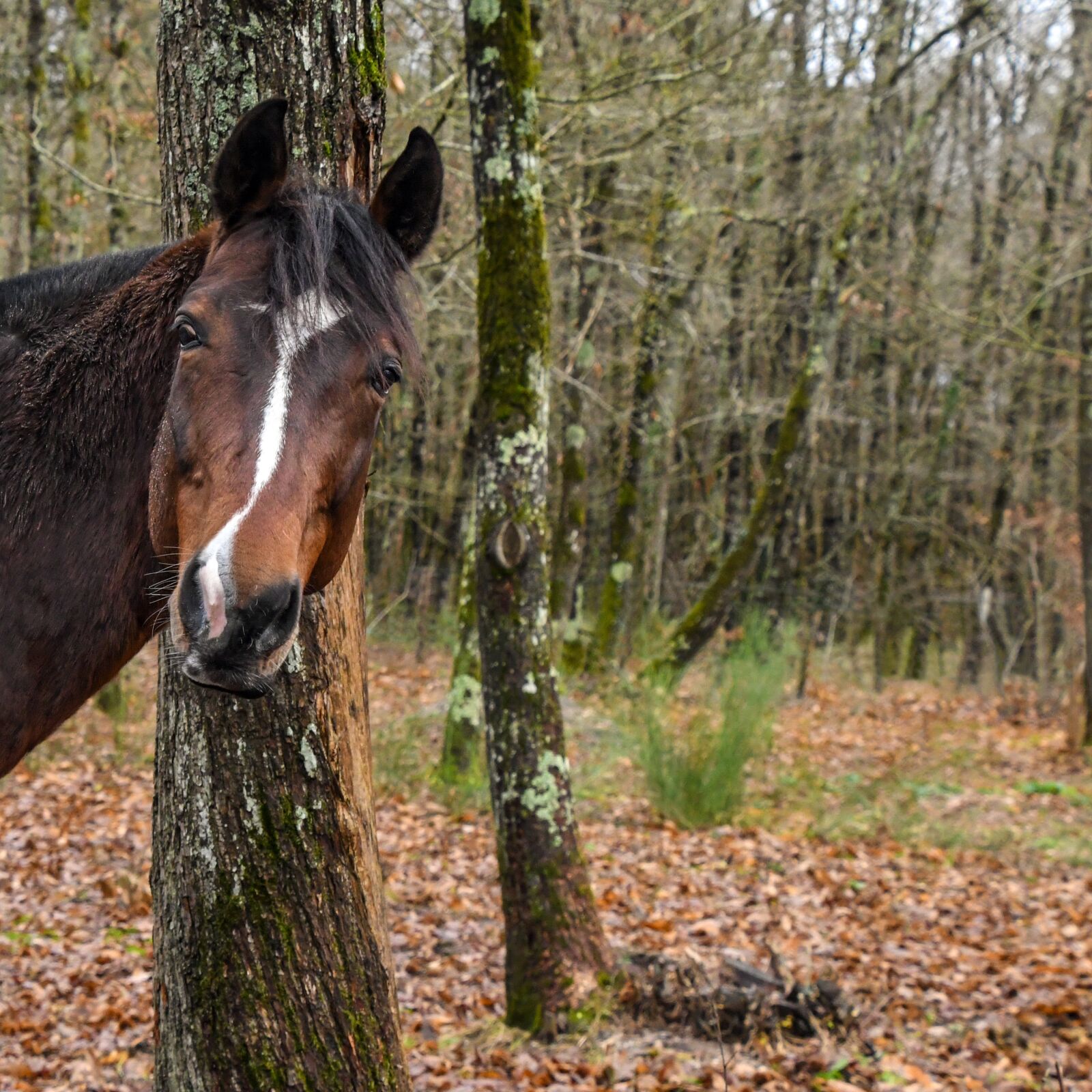 Nikon D500 sample photo. Horse, curious, head photography