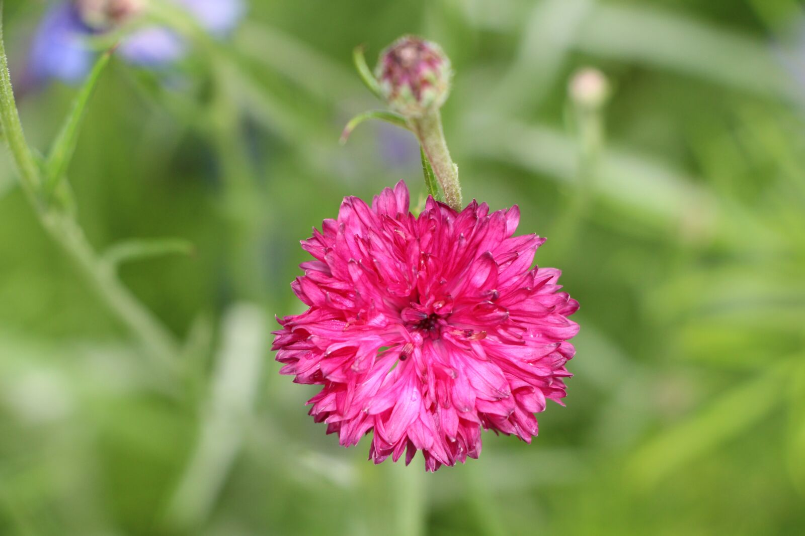 Canon EOS 700D (EOS Rebel T5i / EOS Kiss X7i) sample photo. Flower, blossom, bloom photography