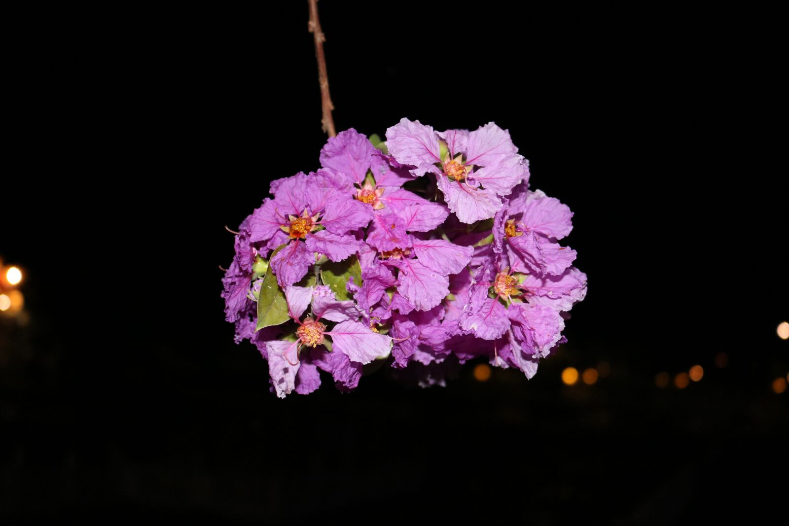 Canon EOS 750D (EOS Rebel T6i / EOS Kiss X8i) sample photo. Flowers, nature, greenery photography