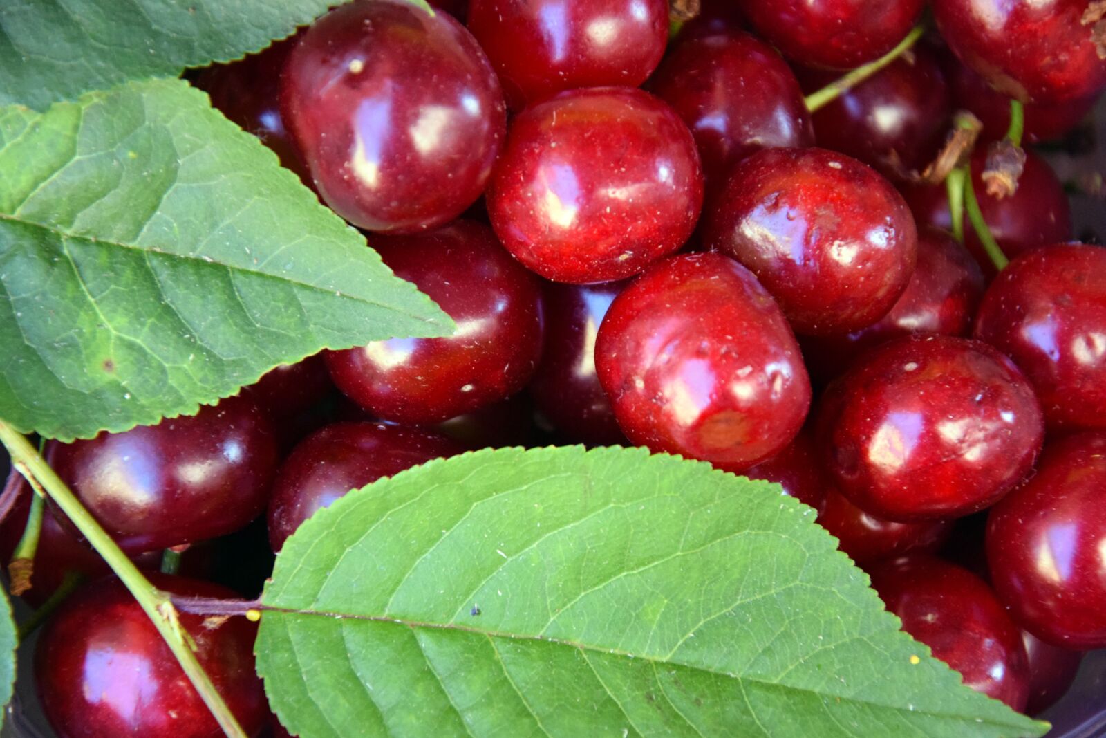 Nikon D3300 sample photo. Cherries, fruit, summer photography