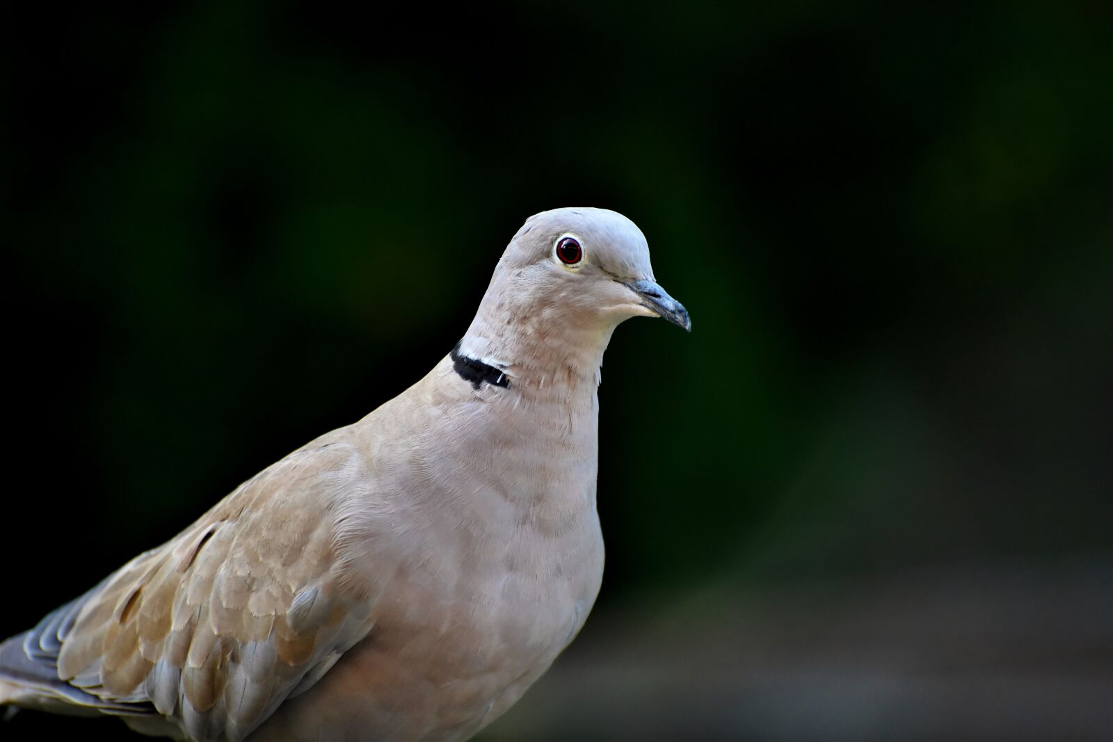 Nikon D7200 sample photo. Dove, ringdove, bird photography