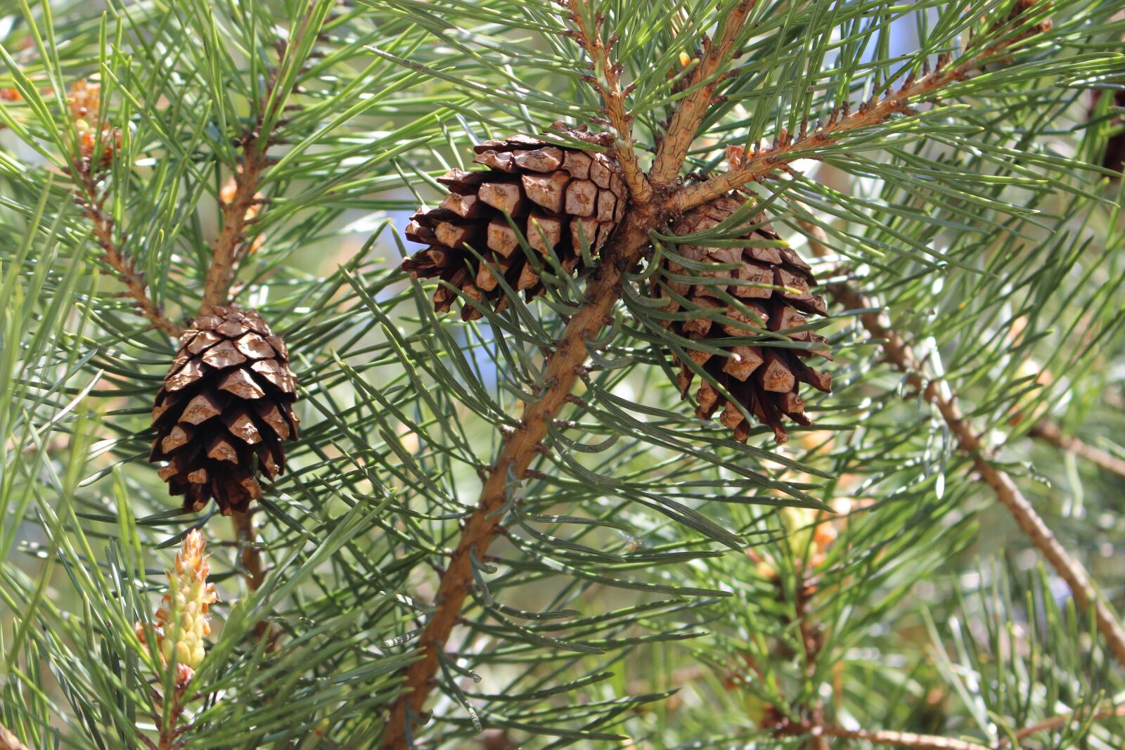 Canon EOS 100D (EOS Rebel SL1 / EOS Kiss X7) sample photo. Pine cones, spring, conifer photography