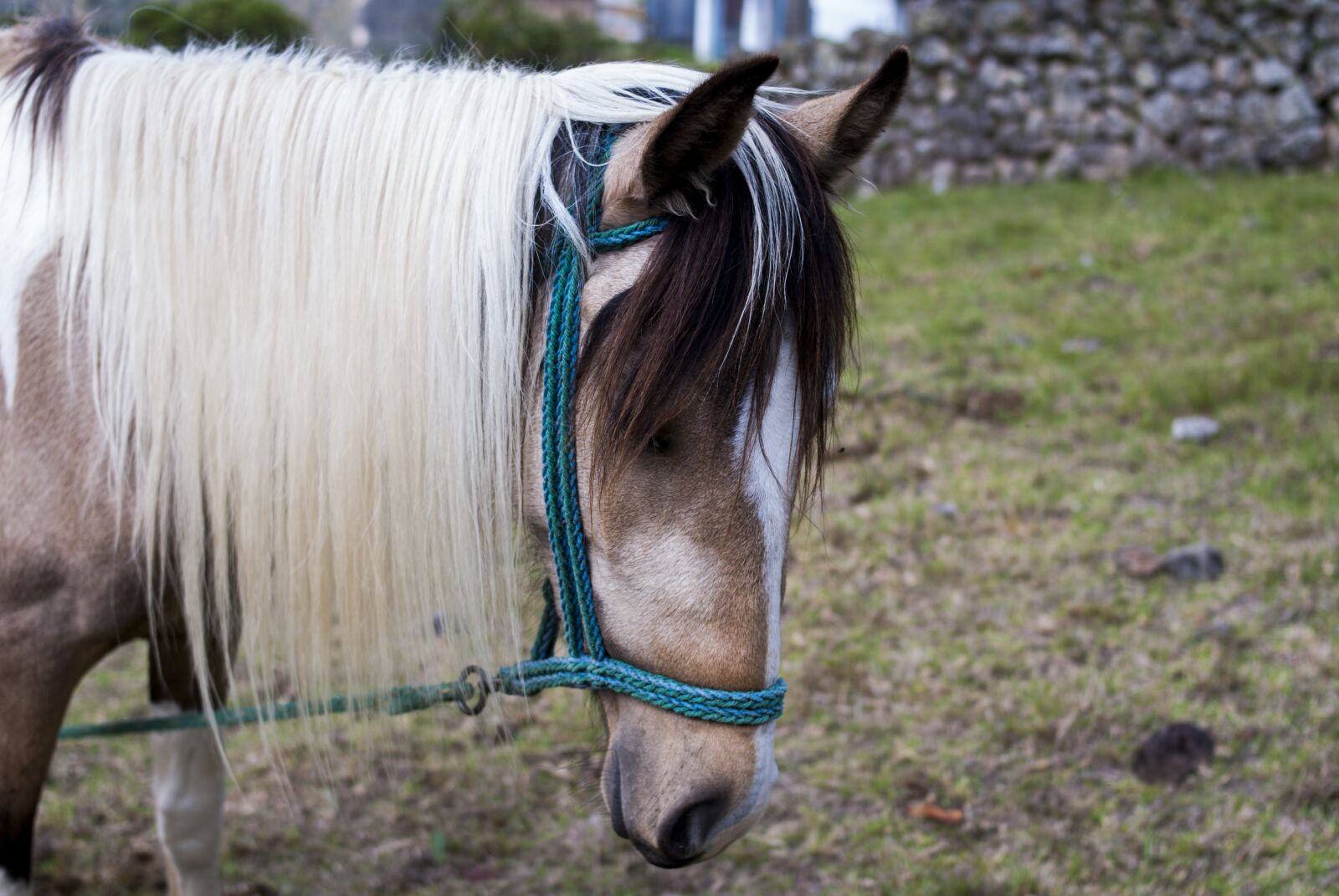 Nikon D60 sample photo. Animalia, farm, mammalia photography