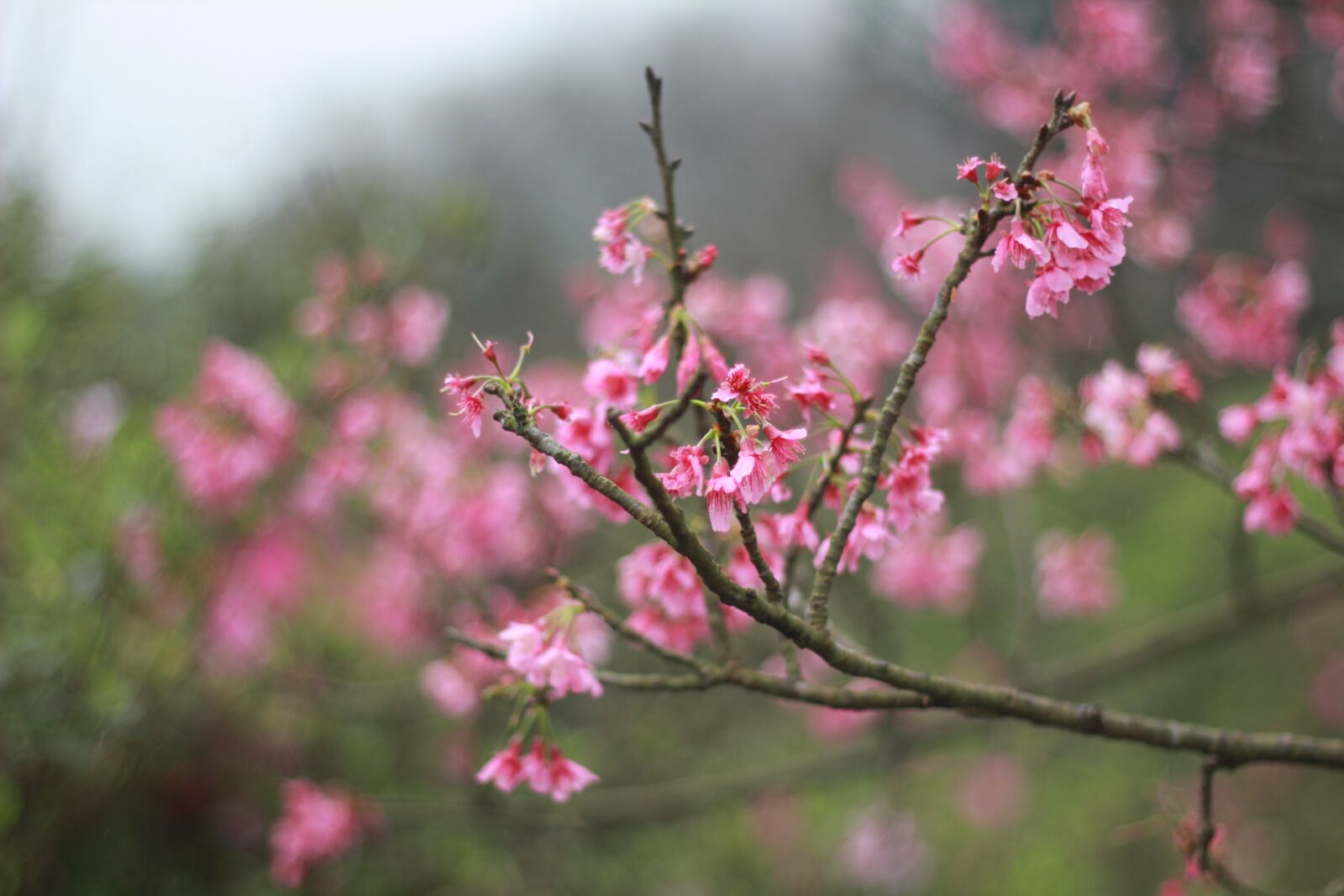 Canon EOS 60D + Canon EF 50mm F1.8 II sample photo. Flower, cherry flowers, red photography