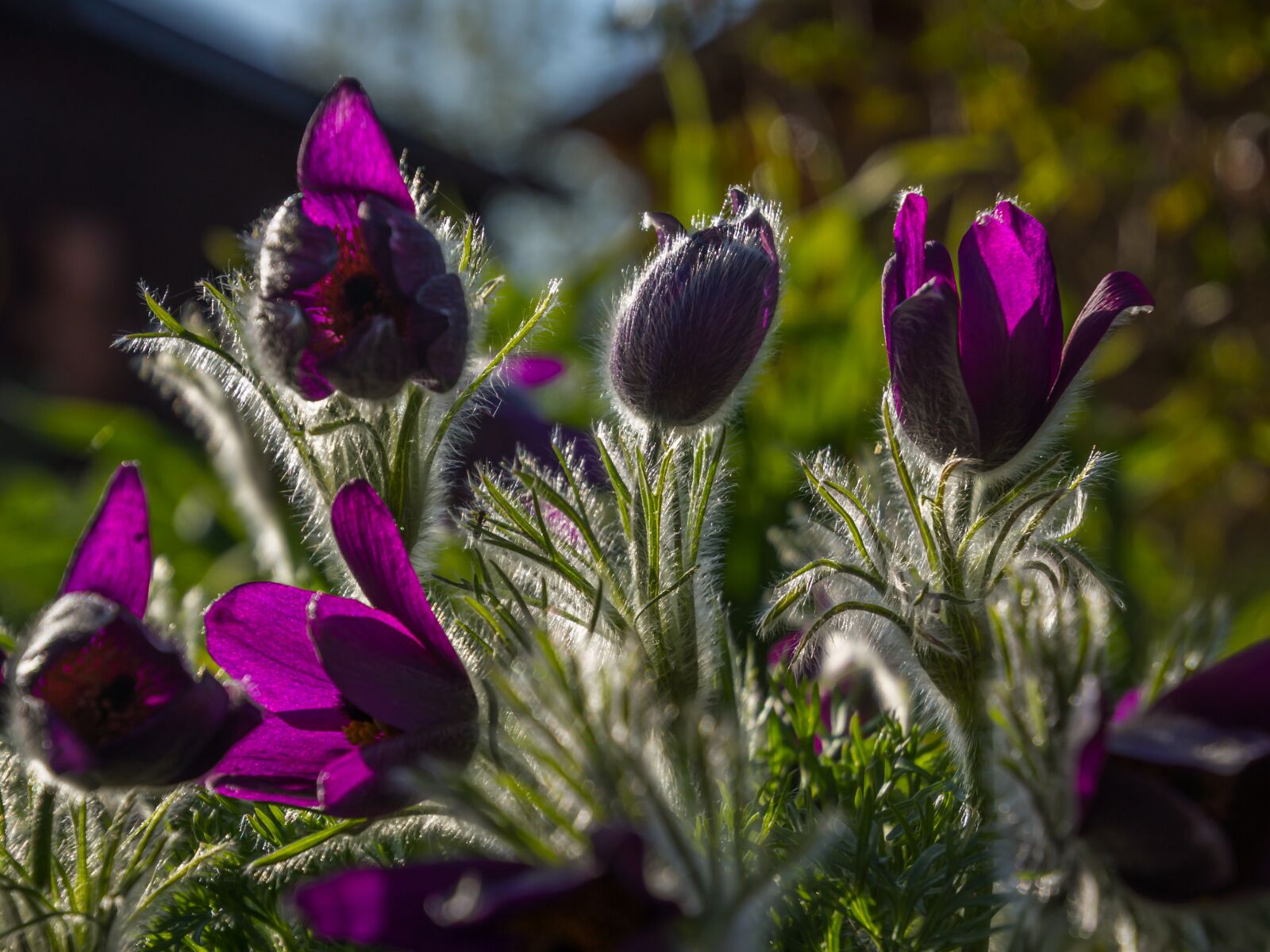 Tamron 16-300mm F3.5-6.3 Di II VC PZD Macro sample photo. Pasque flower, spring, blossom photography