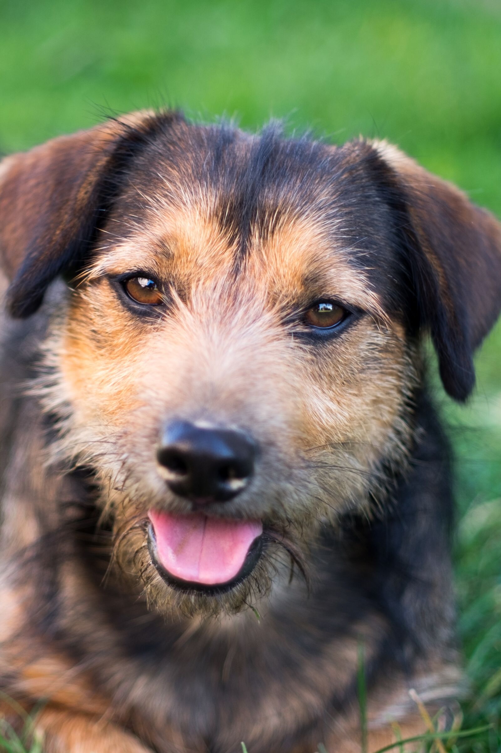 Fujifilm X-T10 sample photo. Dog, animal, puppy photography