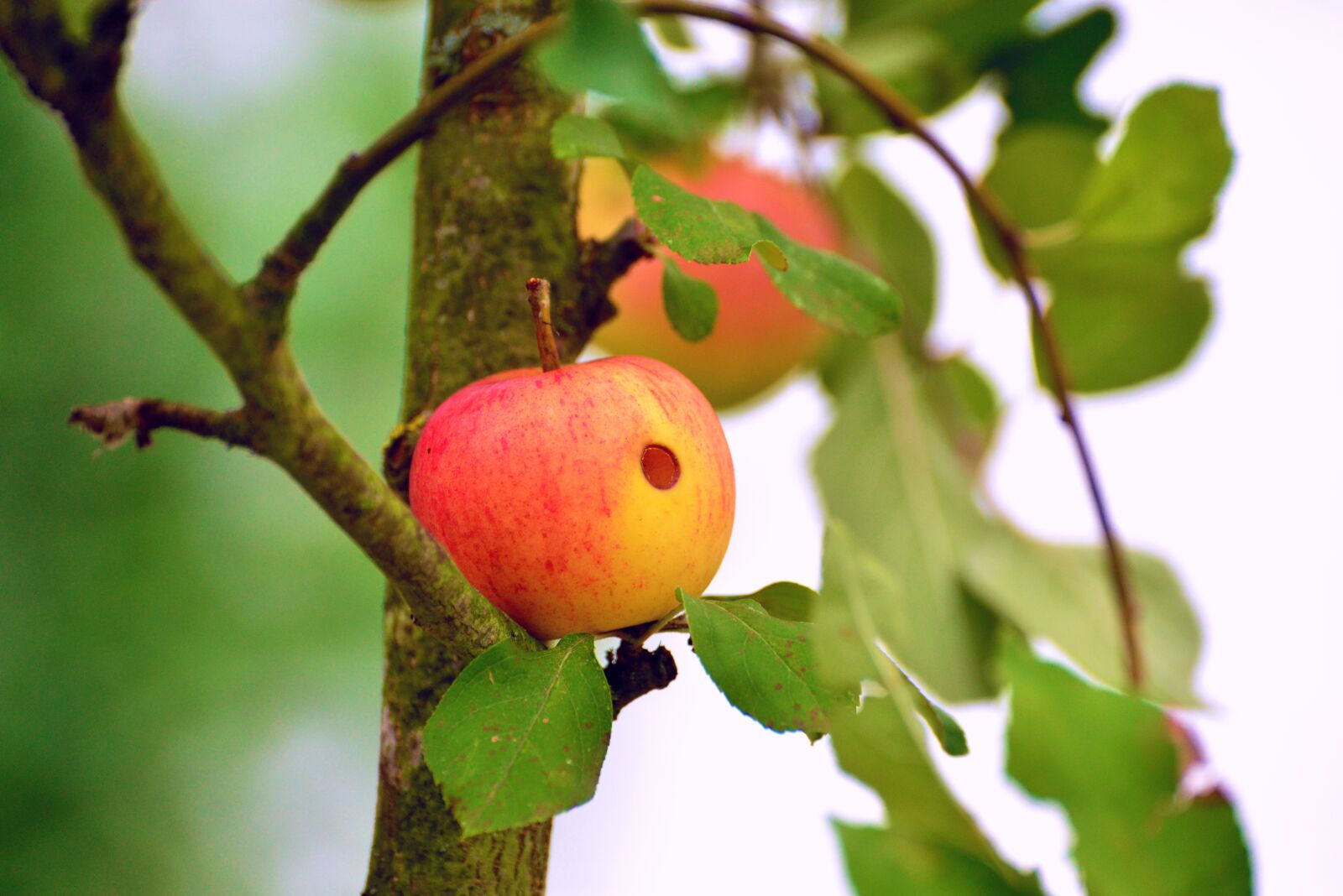 Nikon D610 sample photo. Apple, worm hole, worm photography