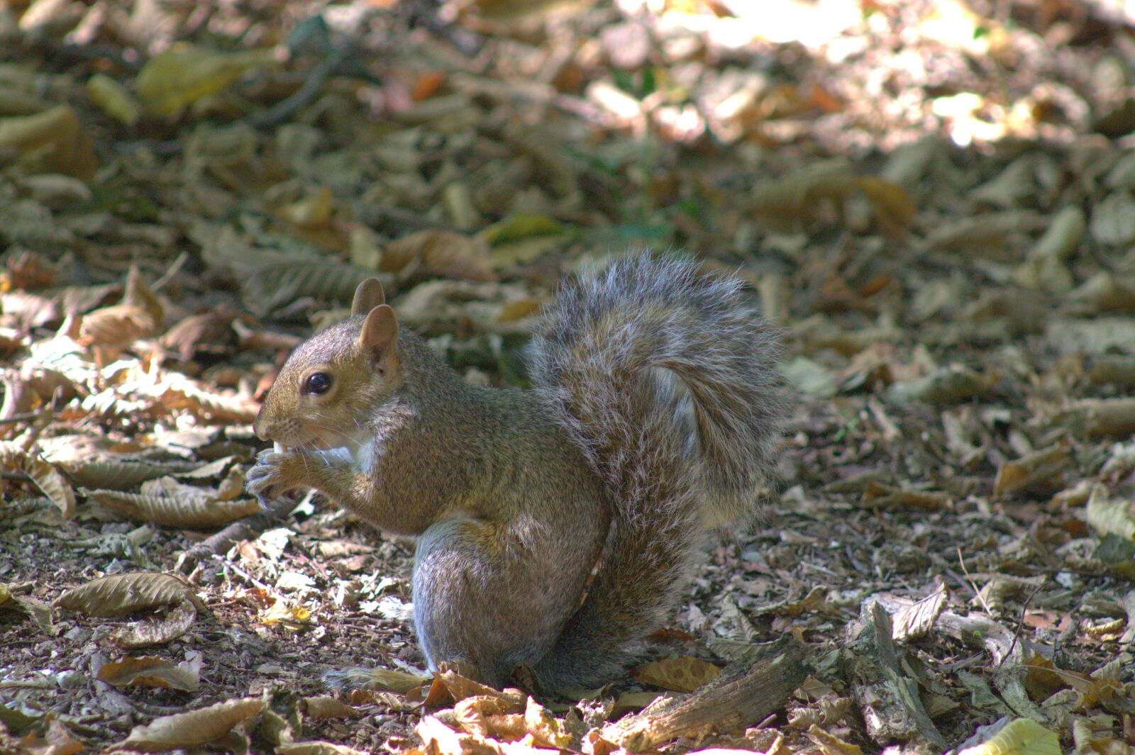 Canon EF75-300mm f/4-5.6 sample photo. Squirrel, eat, rodent photography