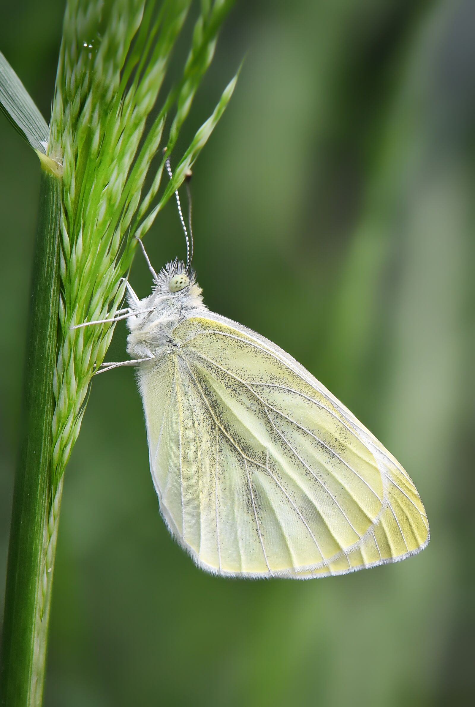 Nikon D750 sample photo. Butterfly, kelebek, nature photography