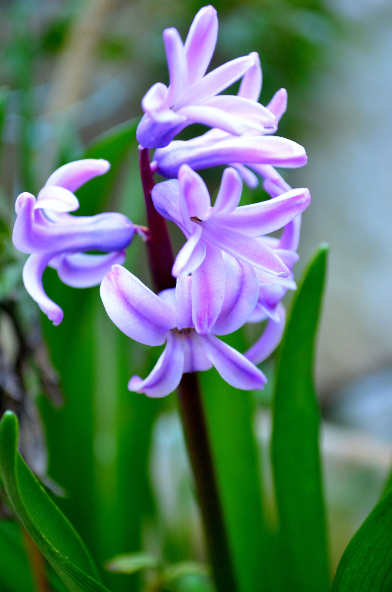 Nikon D5100 sample photo. Hyacinth, flower, garden photography