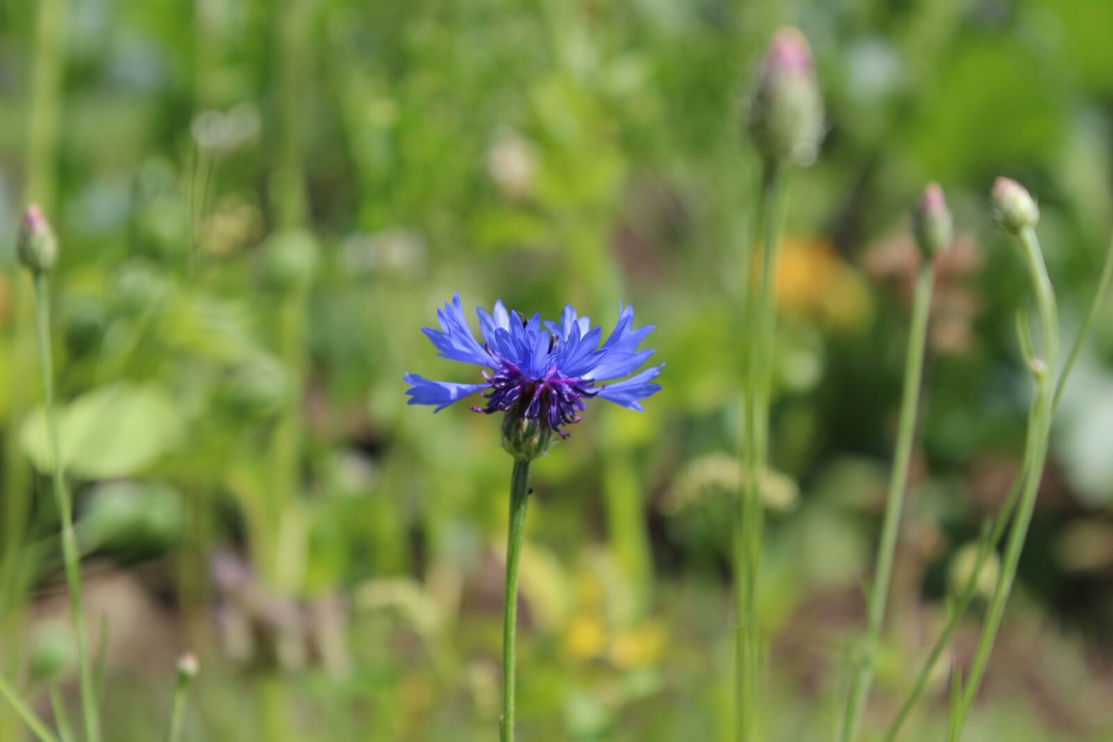 Canon EOS 600D (Rebel EOS T3i / EOS Kiss X5) sample photo. Flower, poppy, plant photography