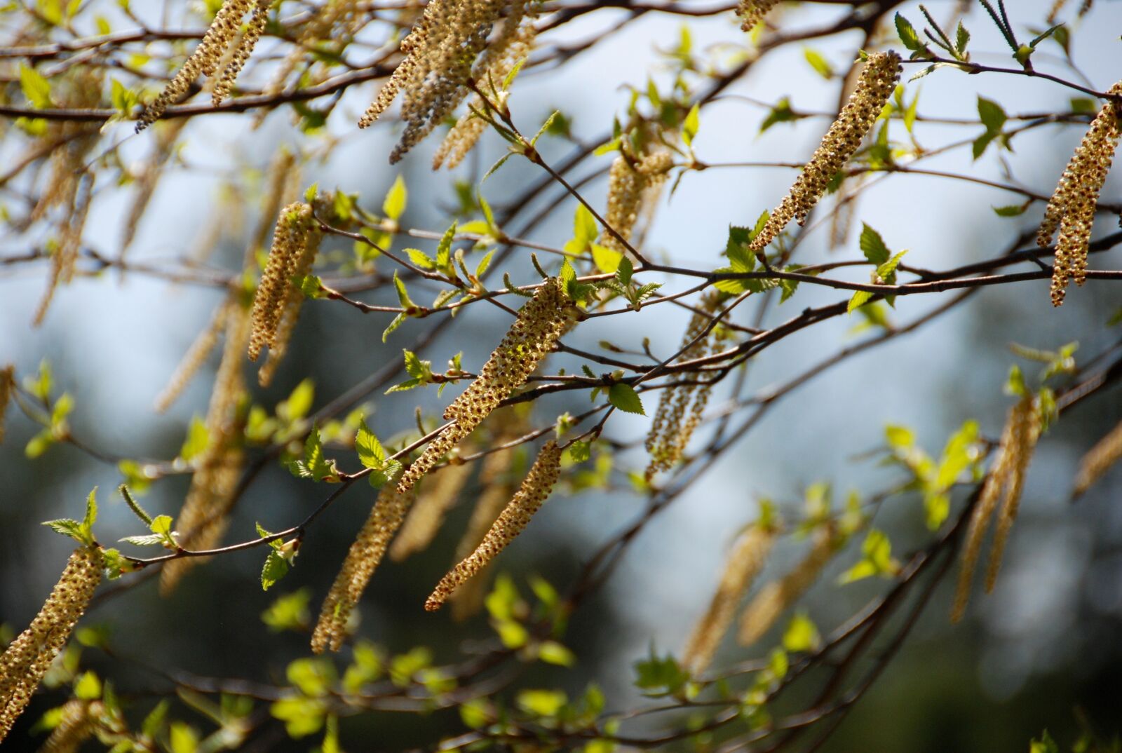 Nikon D80 sample photo. Birch, branches, catkins photography