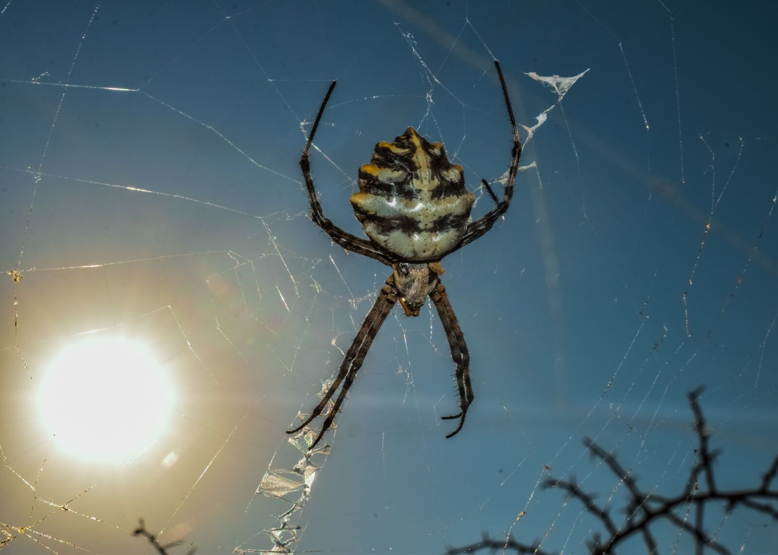 Nikon D3300 sample photo. Spider, animal, nature photography