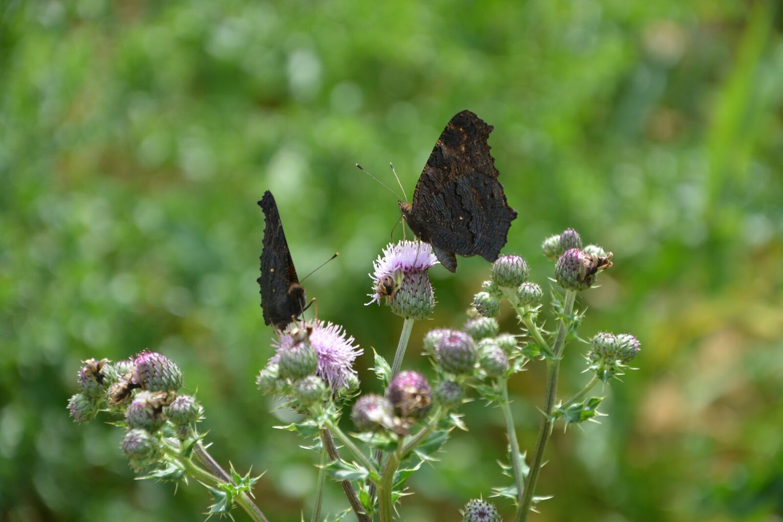 Nikon D5200 sample photo. Flowers of thistles, insects photography