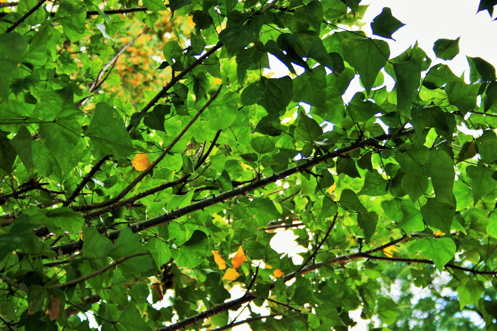 Canon EOS 400D (EOS Digital Rebel XTi / EOS Kiss Digital X) sample photo. Green foliage, leaves, dense photography