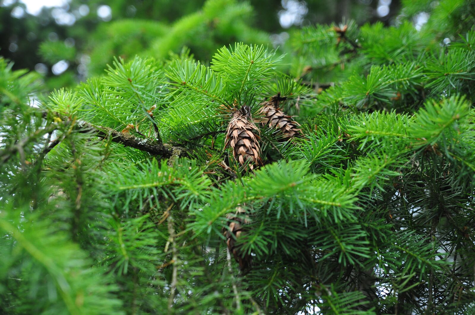 Nikon D90 sample photo. Needle, flora, nature photography