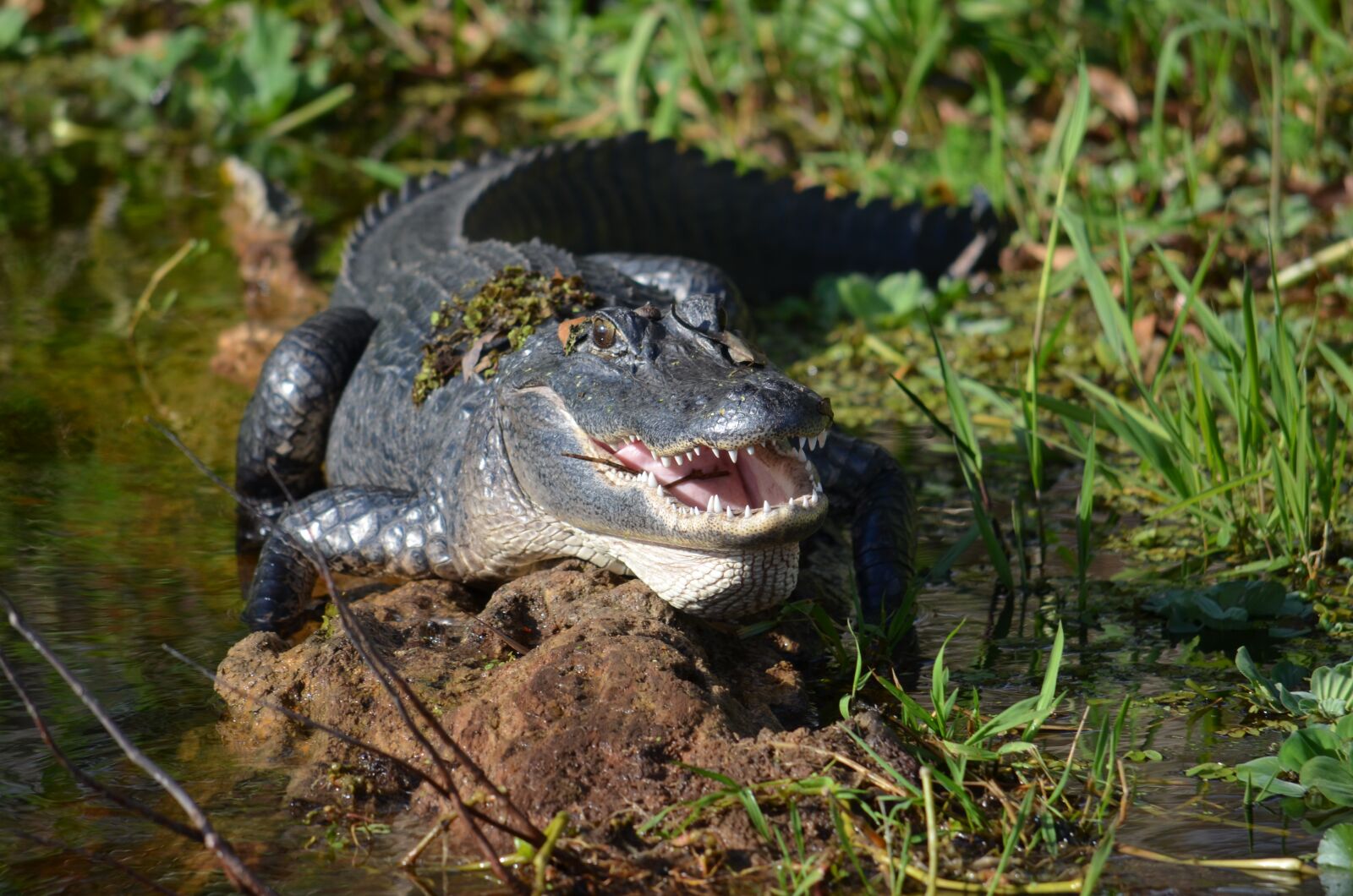 Nikon D5100 sample photo. Deltona, lake monroe, st photography