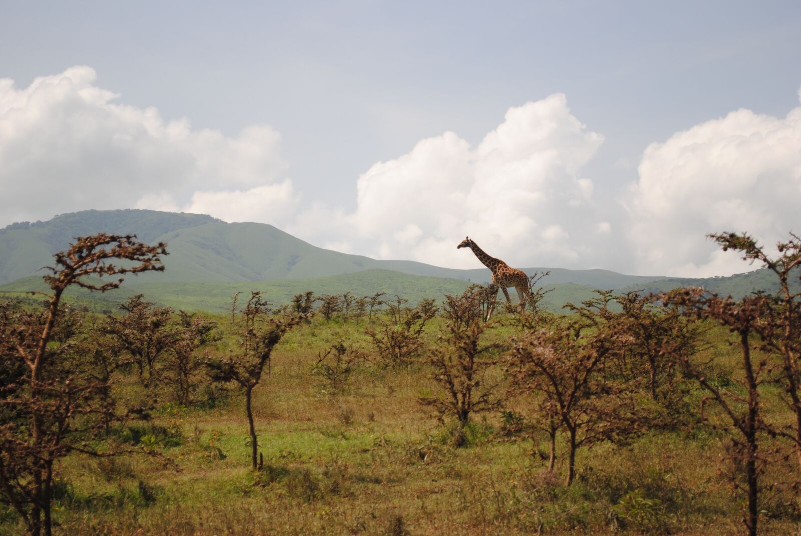 Nikon D3000 sample photo. Tanzania, giraffe, savanna photography
