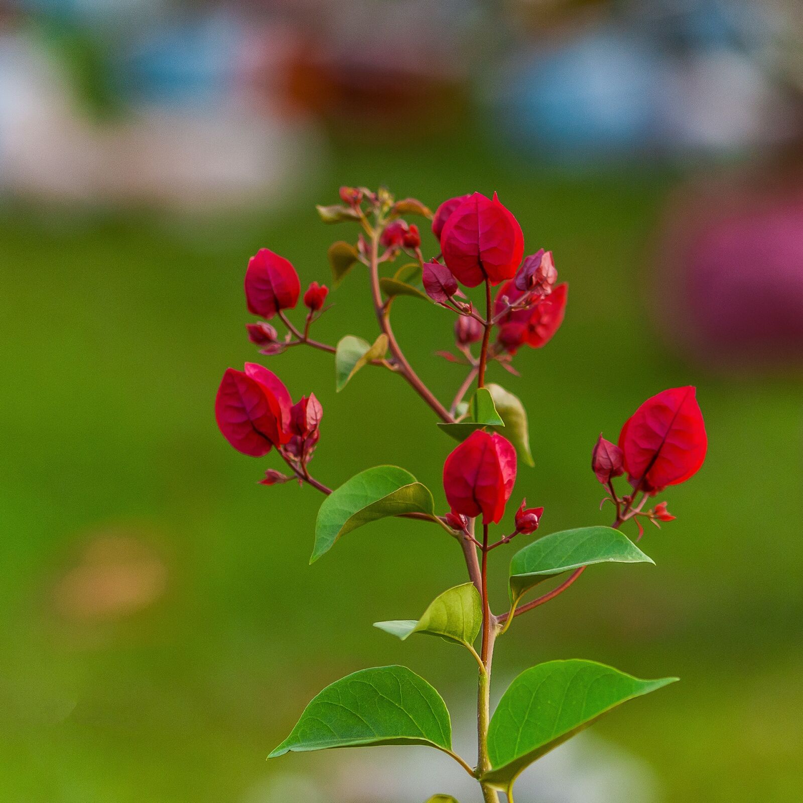 Nikon D300 sample photo. Paper flower, red flowers photography