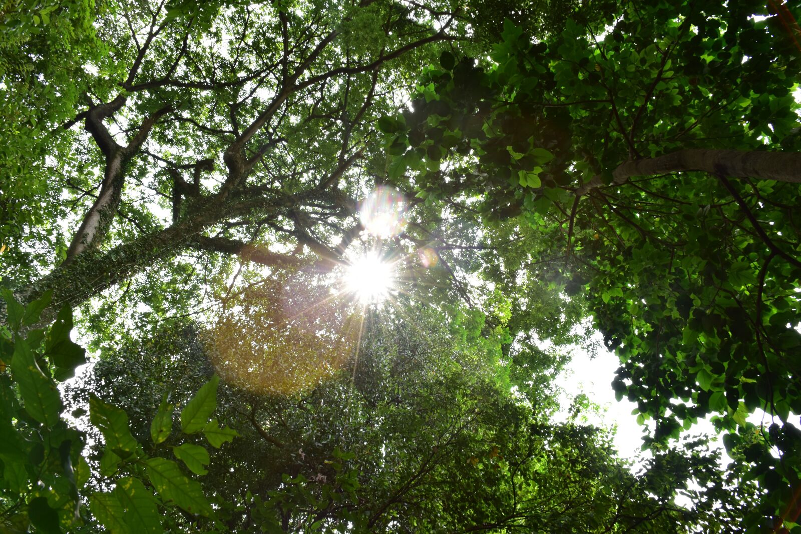 Nikon D5500 sample photo. Nature, tree, sunshine photography