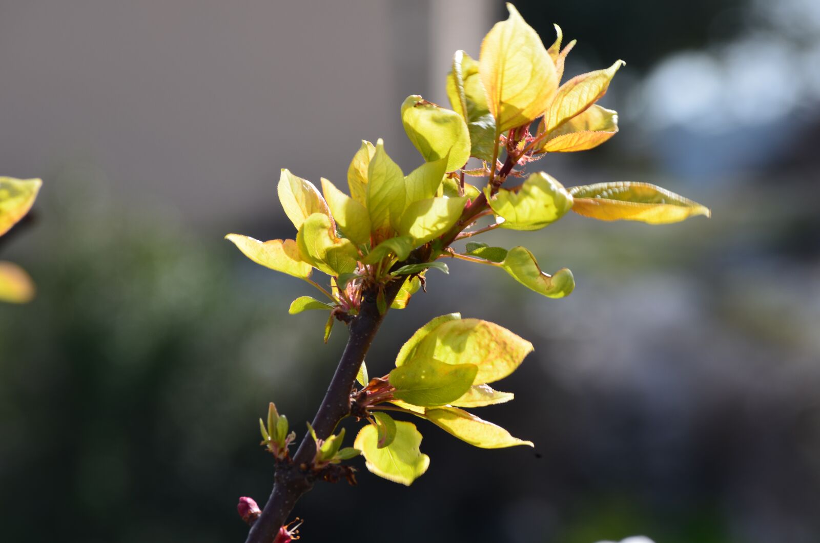 Nikon D5100 sample photo. Spring, plant, nature photography