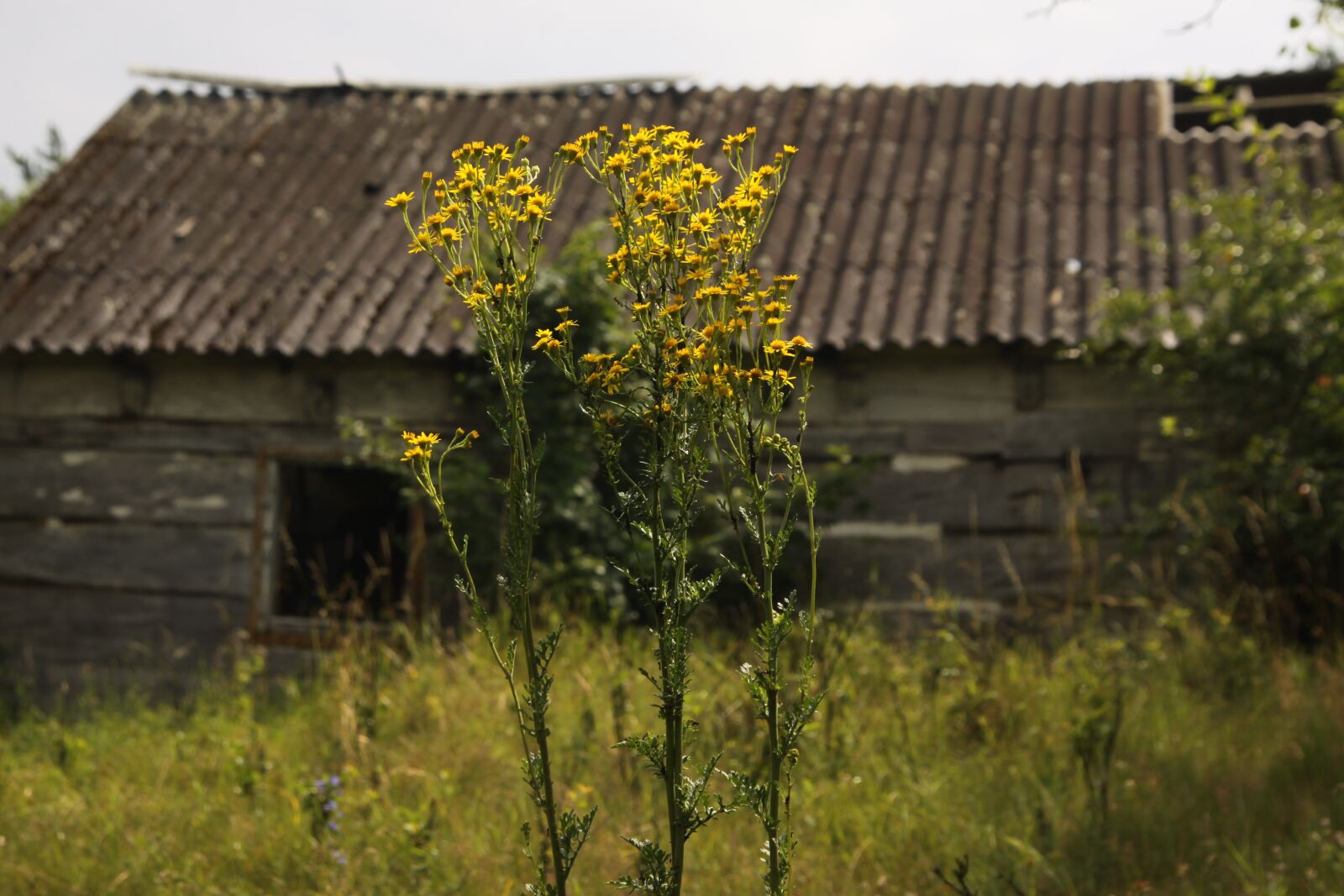 Canon EOS 50D sample photo. Hut, forest, nature photography