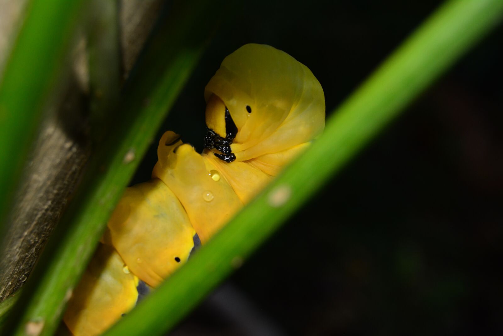 Nikon D5200 sample photo. Death's-head, hawk, moth photography