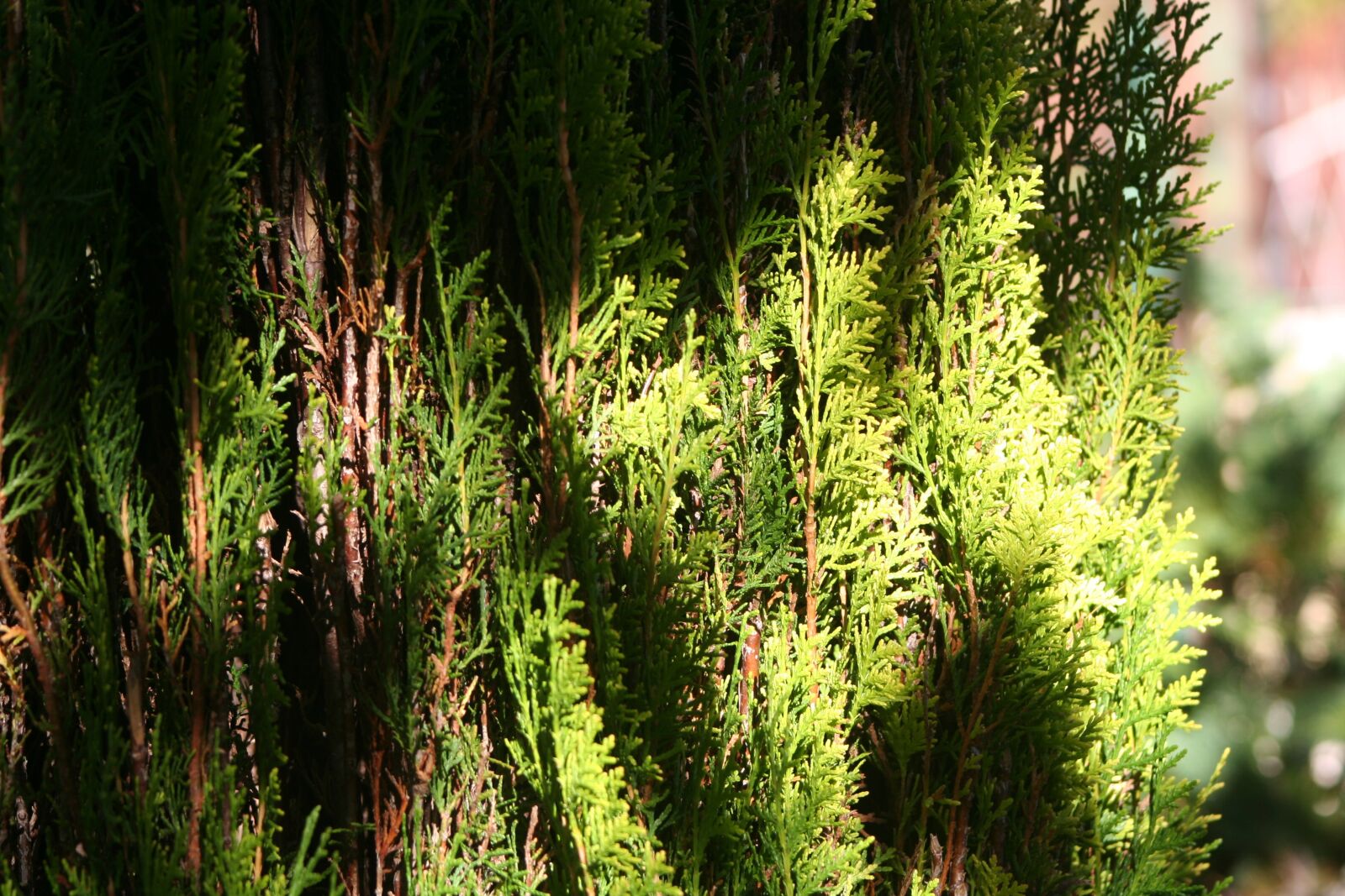 Canon EOS 350D (EOS Digital Rebel XT / EOS Kiss Digital N) sample photo. Nature, tuia, green photography