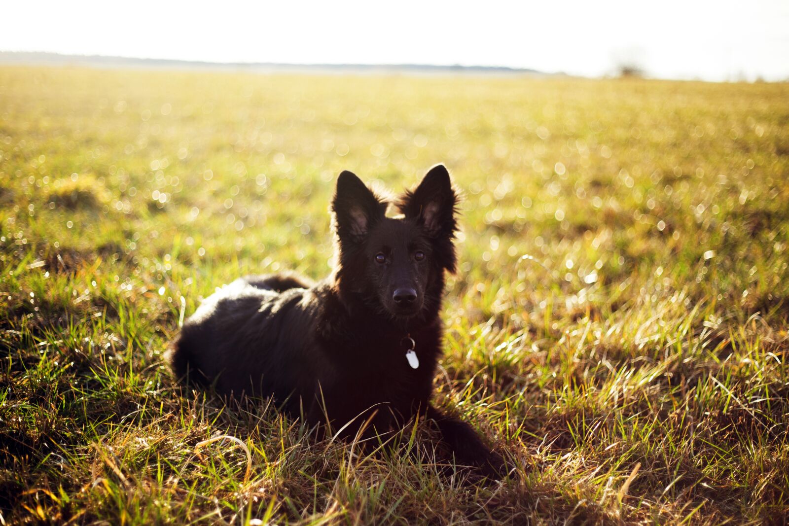 Canon EF 50mm F1.8 II sample photo. Girl, dog, nature photography