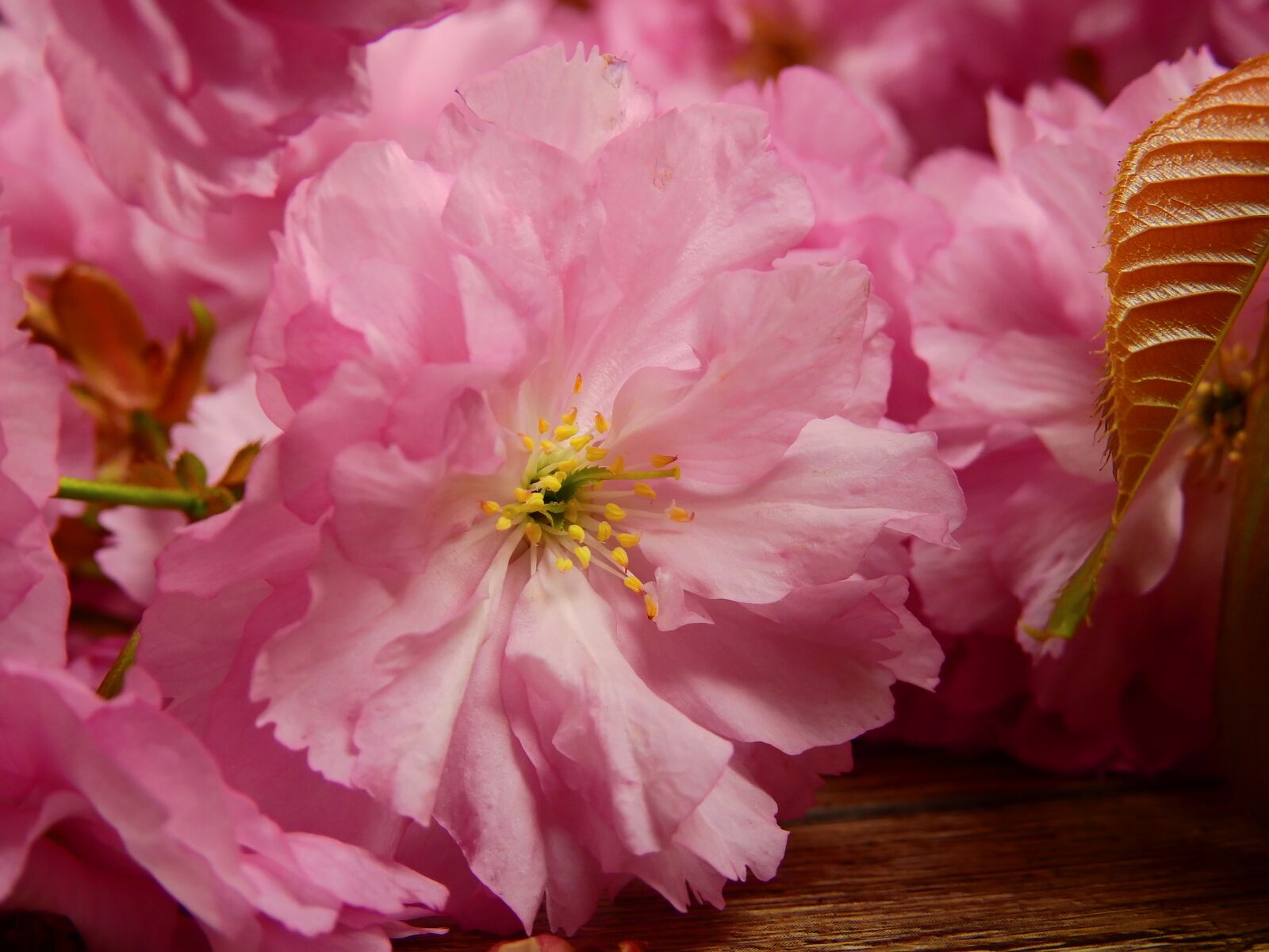 Nikon Coolpix P900 sample photo. Flowers, bloom, pink photography