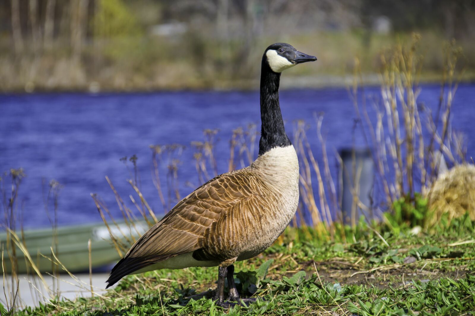 Canon EOS 5D Mark II + Canon EF 28-300mm F3.5-5.6L IS USM sample photo. Duck, canadian, goose photography