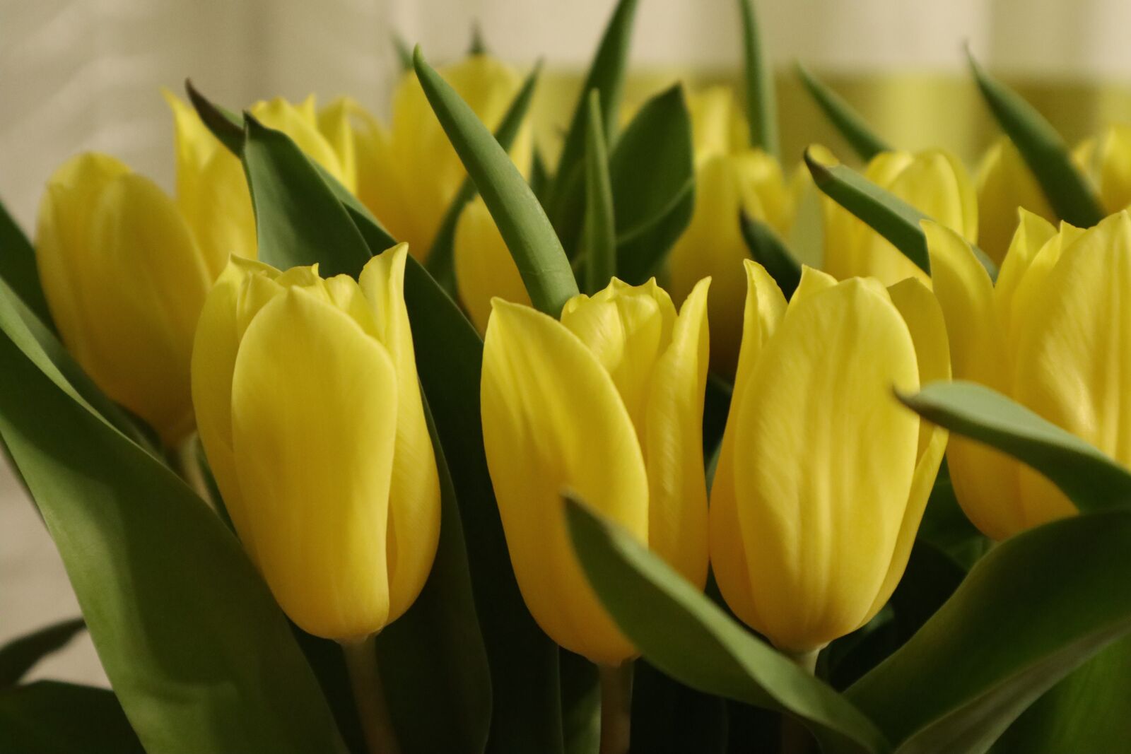 Canon EOS M100 sample photo. Tulips, flowers, yellow photography