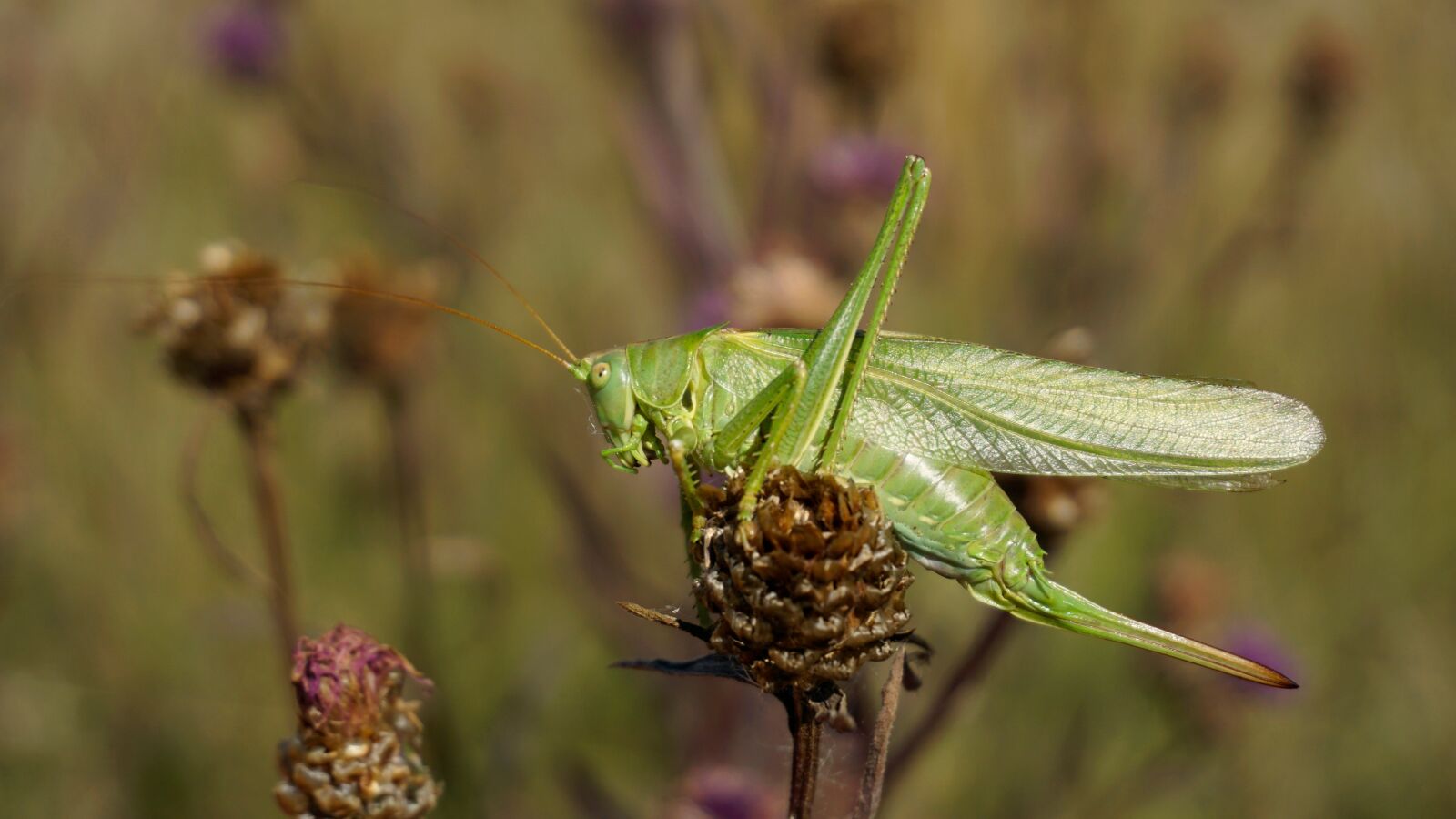 Sony a6000 + Sony E 16-50mm F3.5-5.6 PZ OSS sample photo. Grasshopper, nature, insect photography