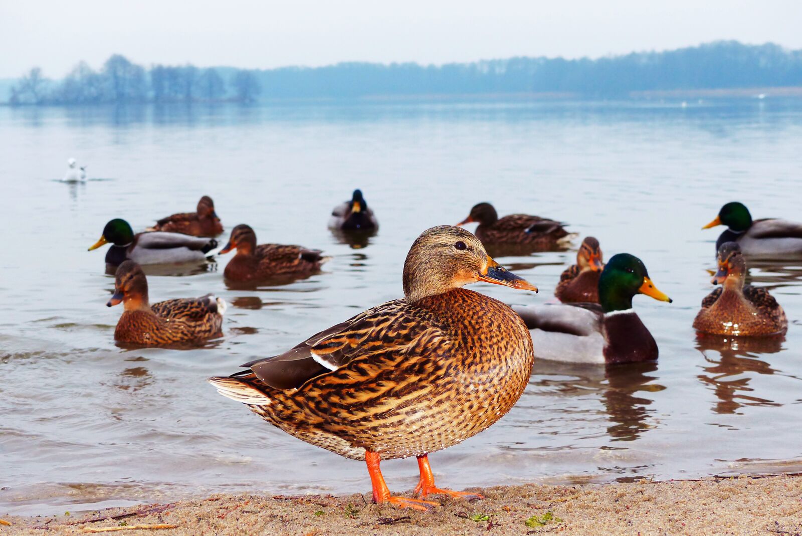 Panasonic Lumix DMC-FZ200 sample photo. Mallard duck, female, lake photography