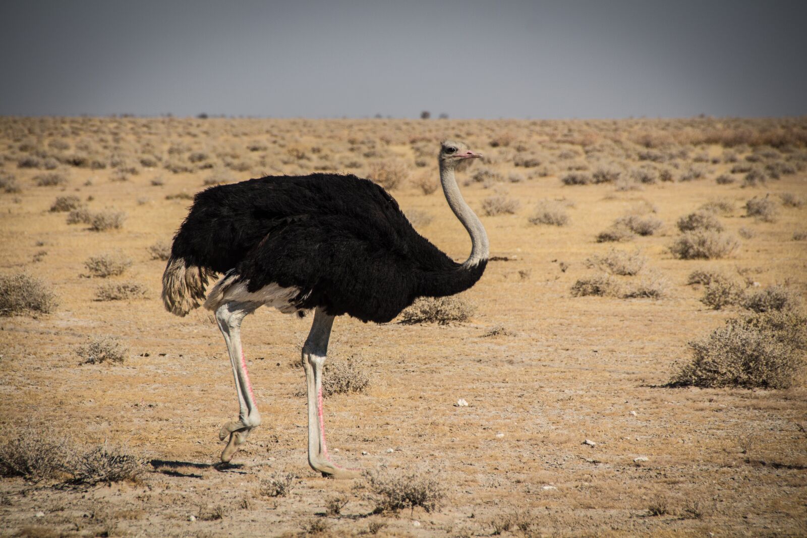 Canon EOS 650D (EOS Rebel T4i / EOS Kiss X6i) sample photo. Namibia, namib, outdoors photography