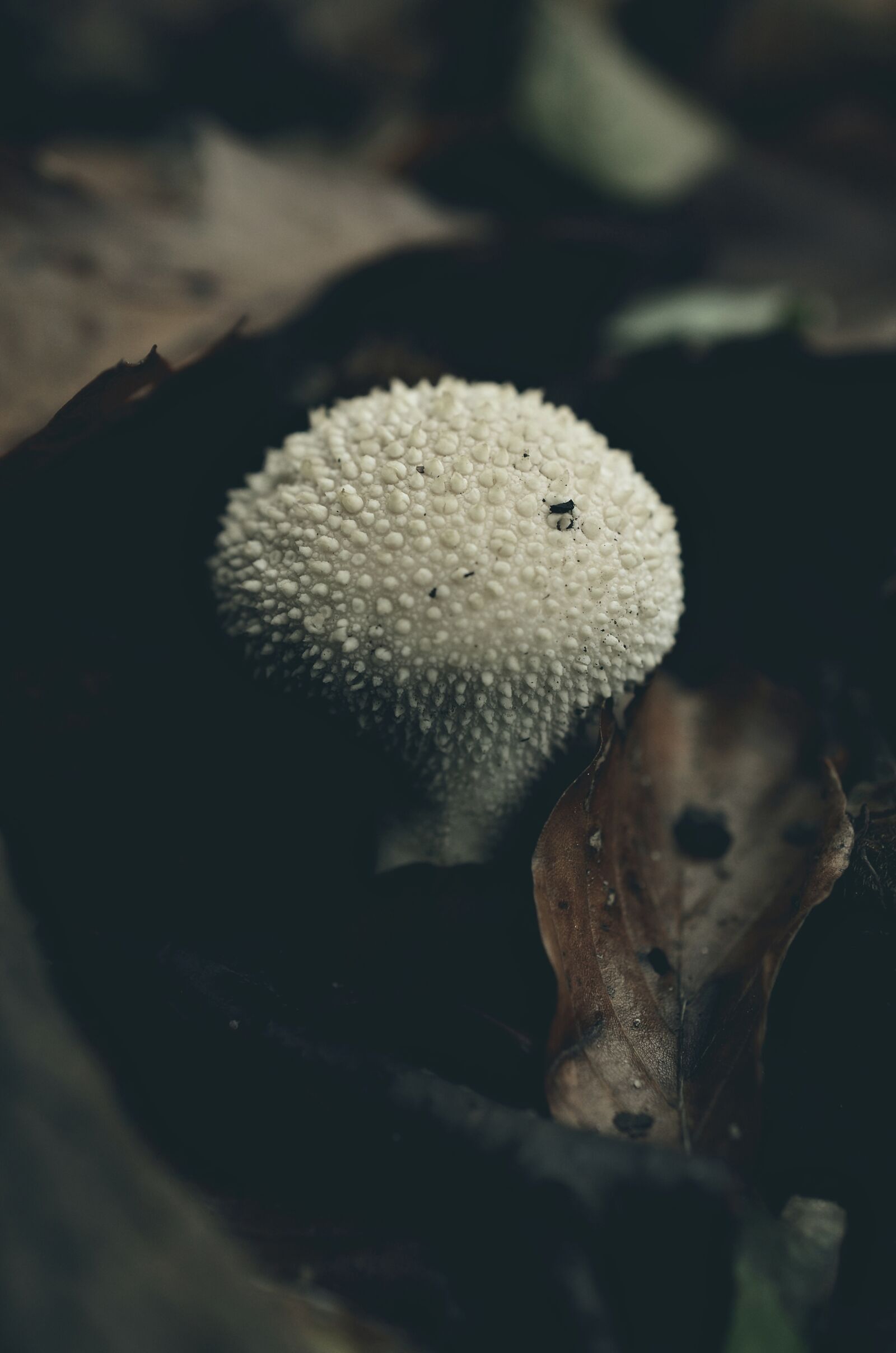 Nikon D7000 sample photo. Autumn, forest, autumn forest photography