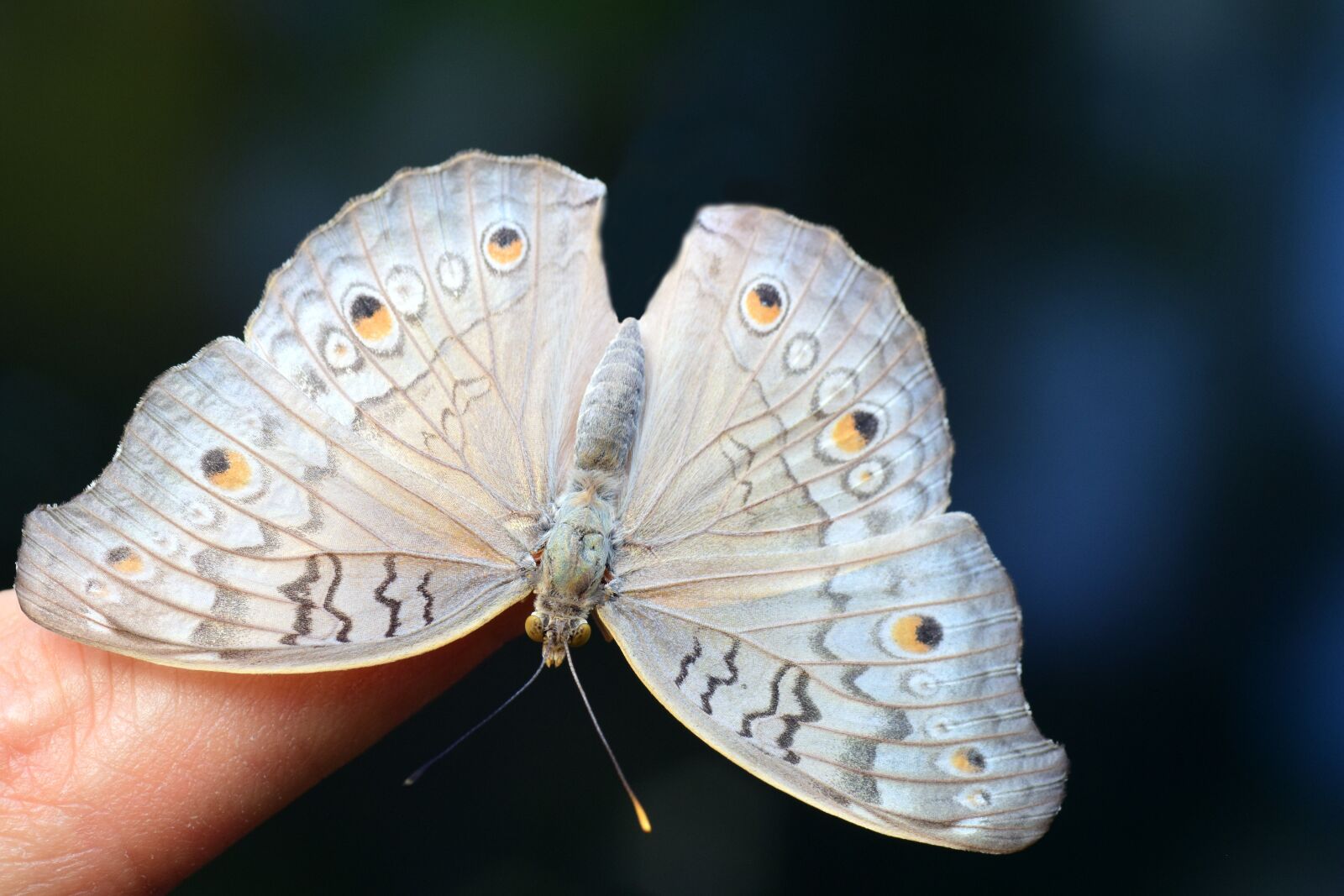 Nikon D3300 sample photo. Argus, common blue, butterfly photography