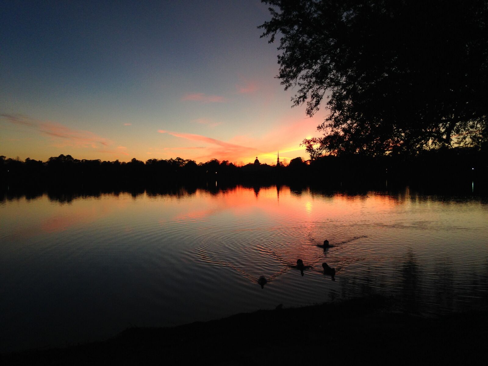 iPhone 5c back camera 4.12mm f/2.4 sample photo. Lake, sunset, florida photography