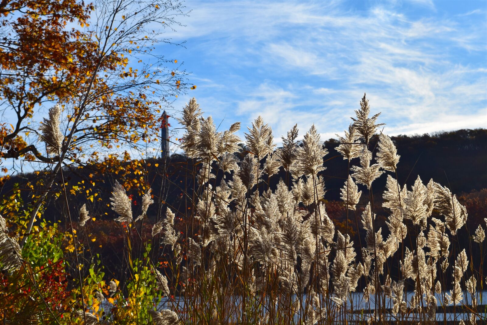 Nikon D3300 sample photo. Reeds, sunlight, outdoors photography