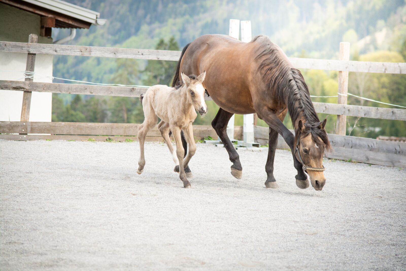 Nikon D7100 sample photo. Horse, pony, foal photography
