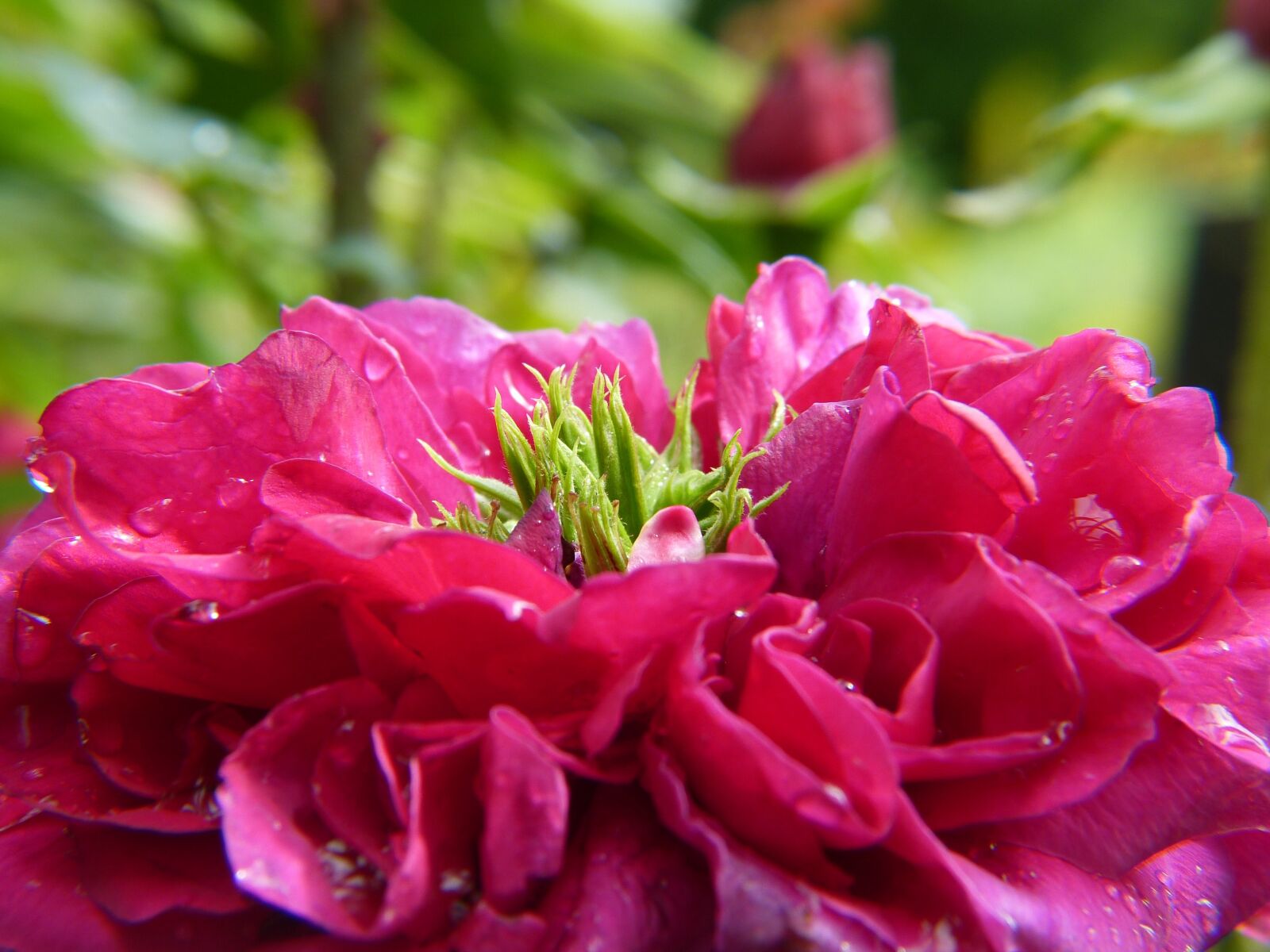Panasonic Lumix DMC-FZ150 sample photo. Rose, pink, rose bloom photography