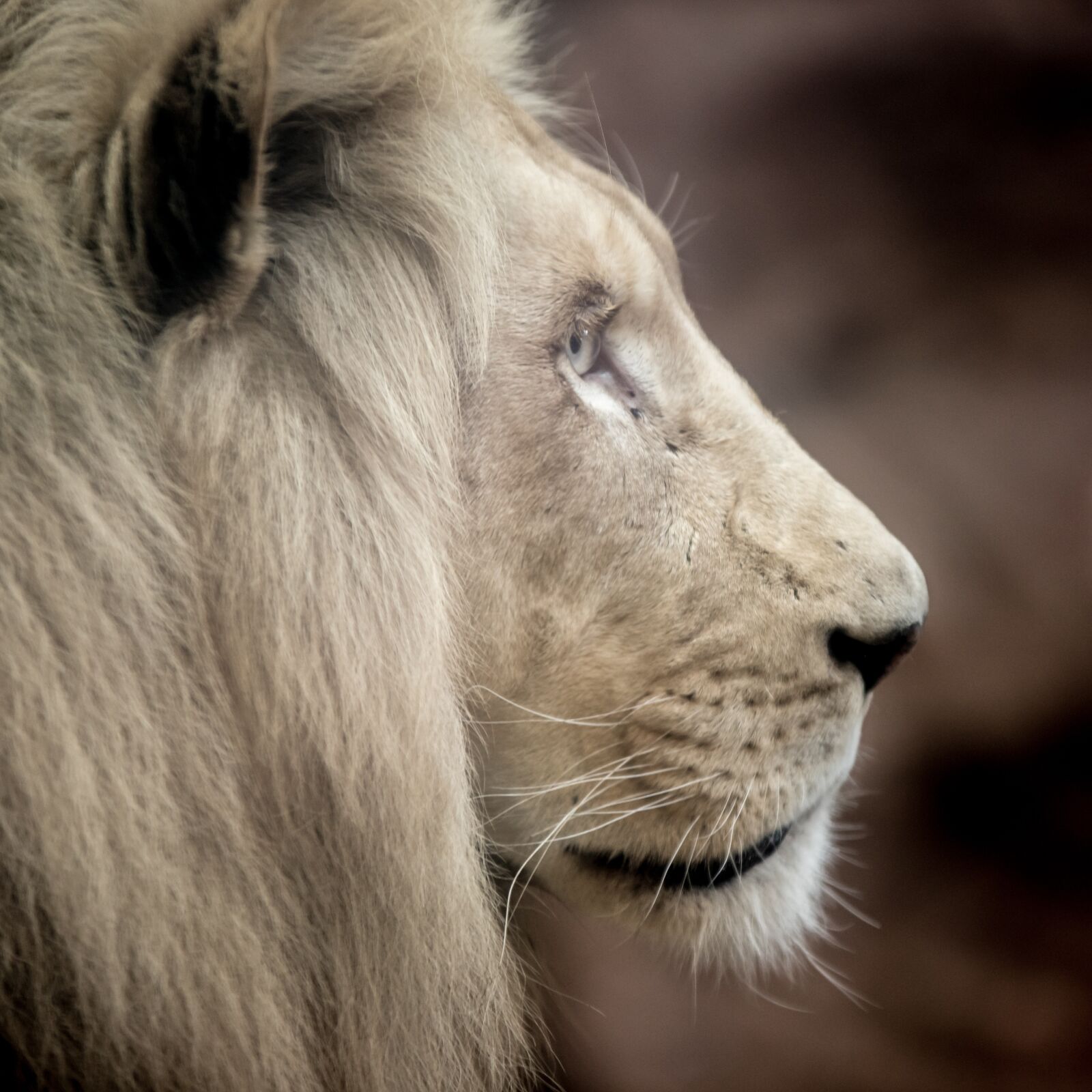 Nikon D750 sample photo. Lion, white lion, big photography