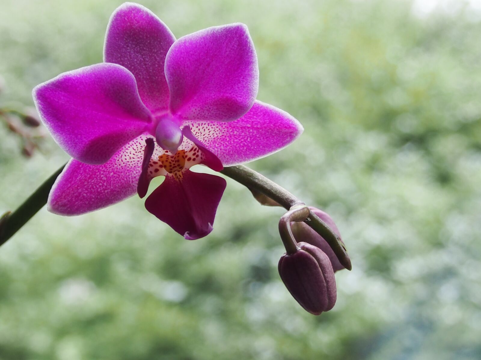 Olympus OM-D E-M5 sample photo. Plant, nature, flower photography