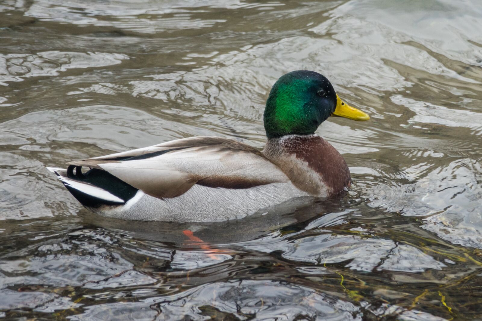 Sony Cyber-shot DSC-RX10 III sample photo. Bird, duck, animal world photography