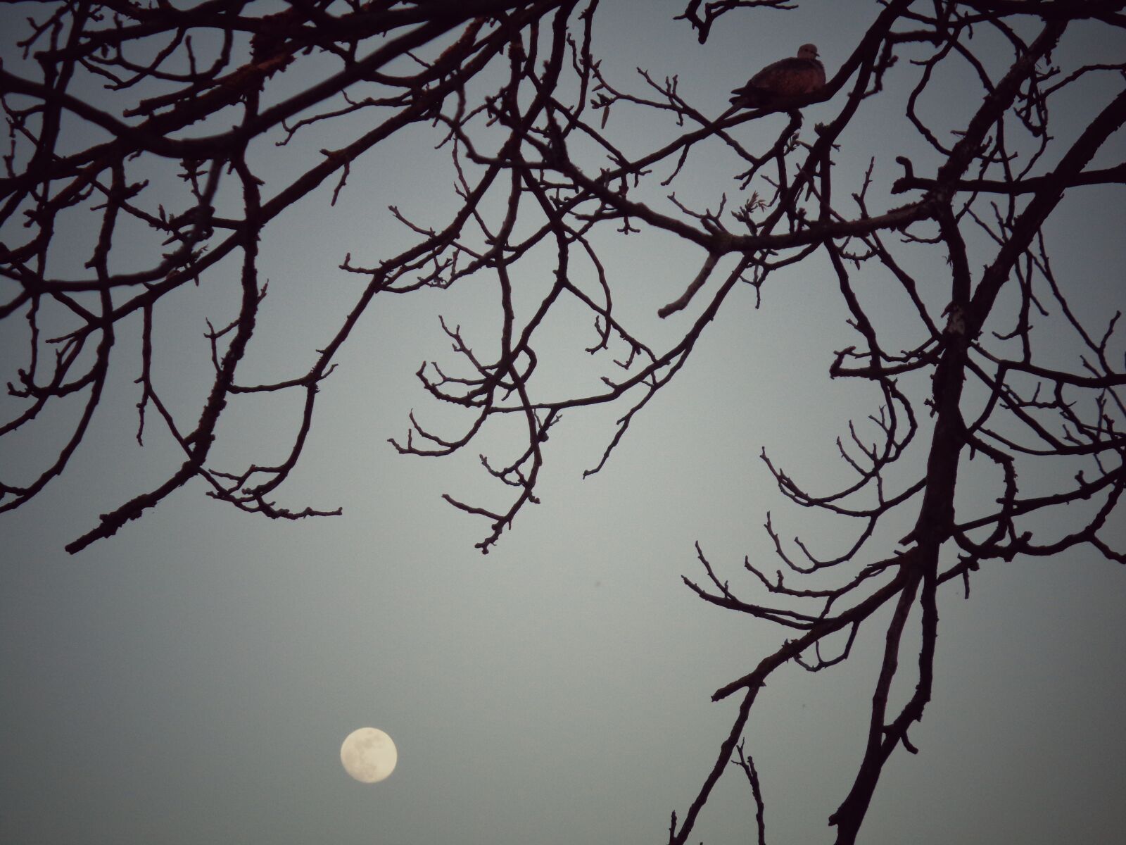 Sony Cyber-shot DSC-W830 sample photo. Turtledove, tree, night photography