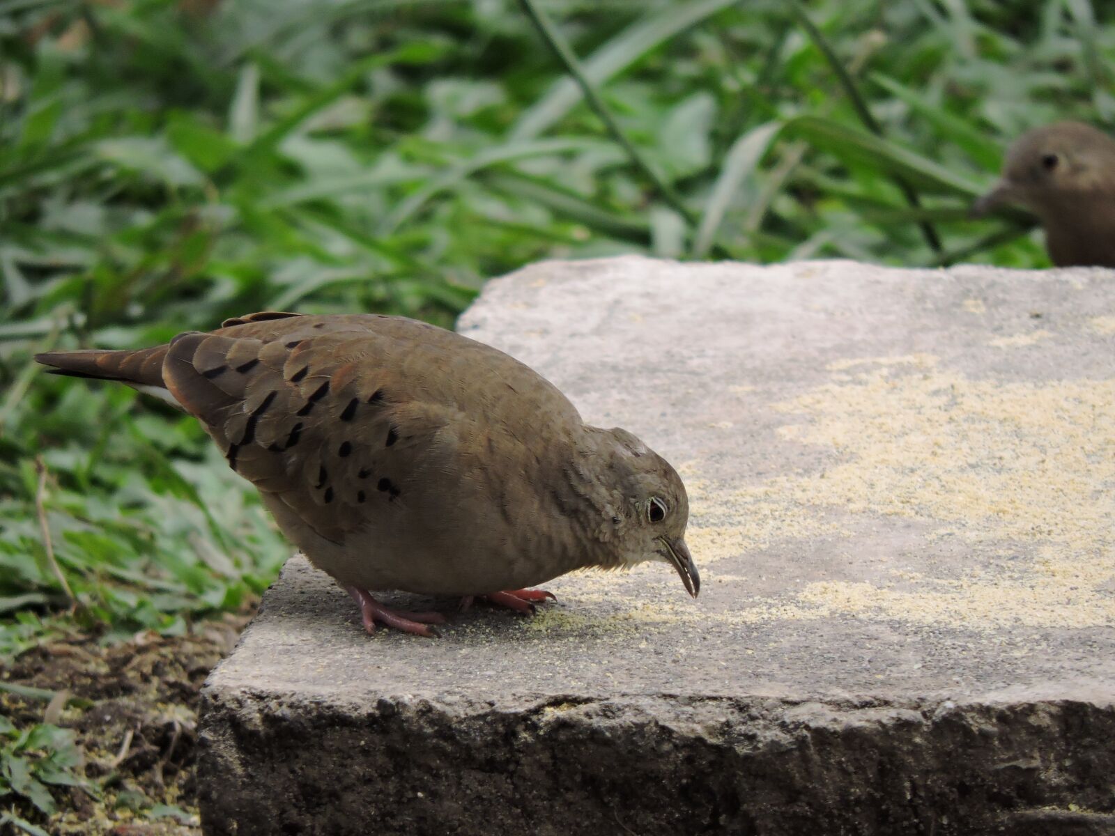 Nikon Coolpix P530 sample photo. Birds, wild life, nature photography
