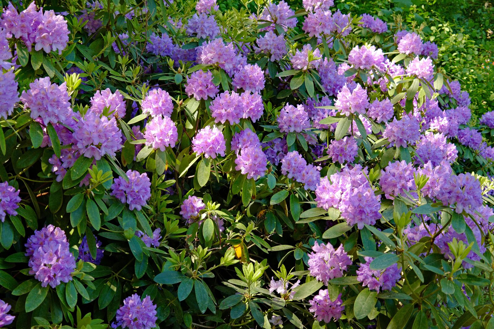 Leica CL sample photo. Rhododendron, nature, blossom photography