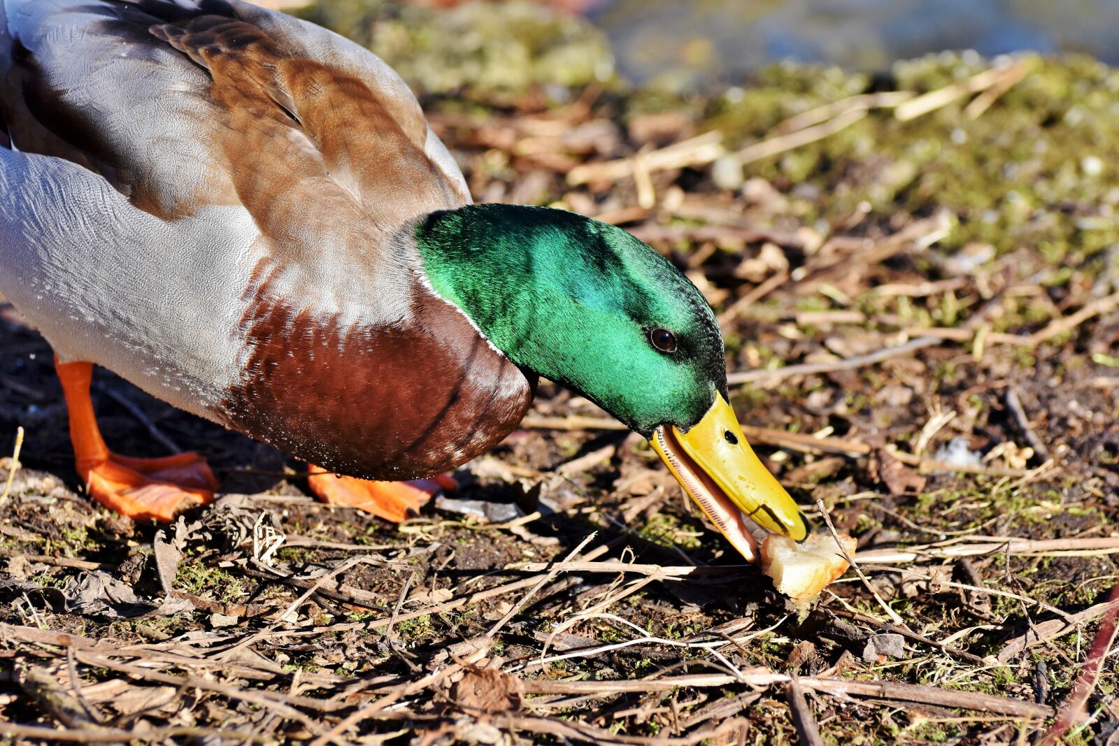 Nikon D7200 sample photo. Mallard, duck, water bird photography