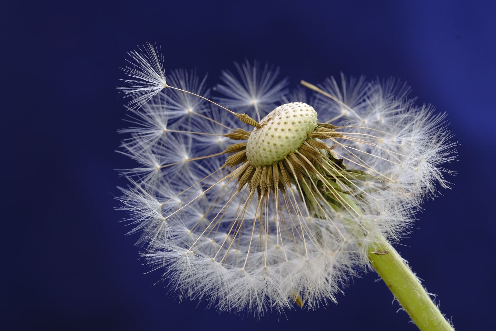 Fujifilm X-T2 + Fujifilm XF 80mm F2.8 R LM OIS WR Macro sample photo. Dandelion, blossom, bloom photography